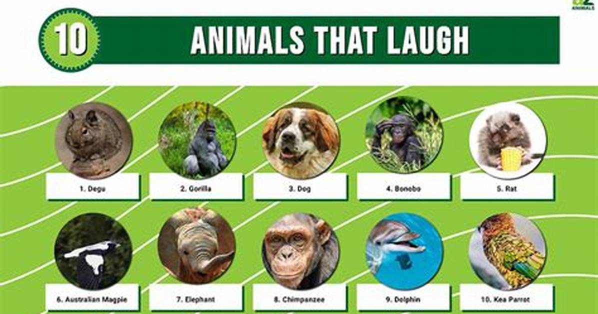 Can Animals Laugh?