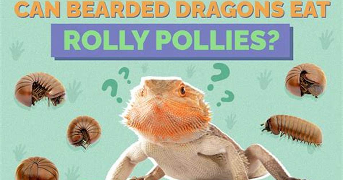 Can Bearded Dragons Eat Rollie Pollies?