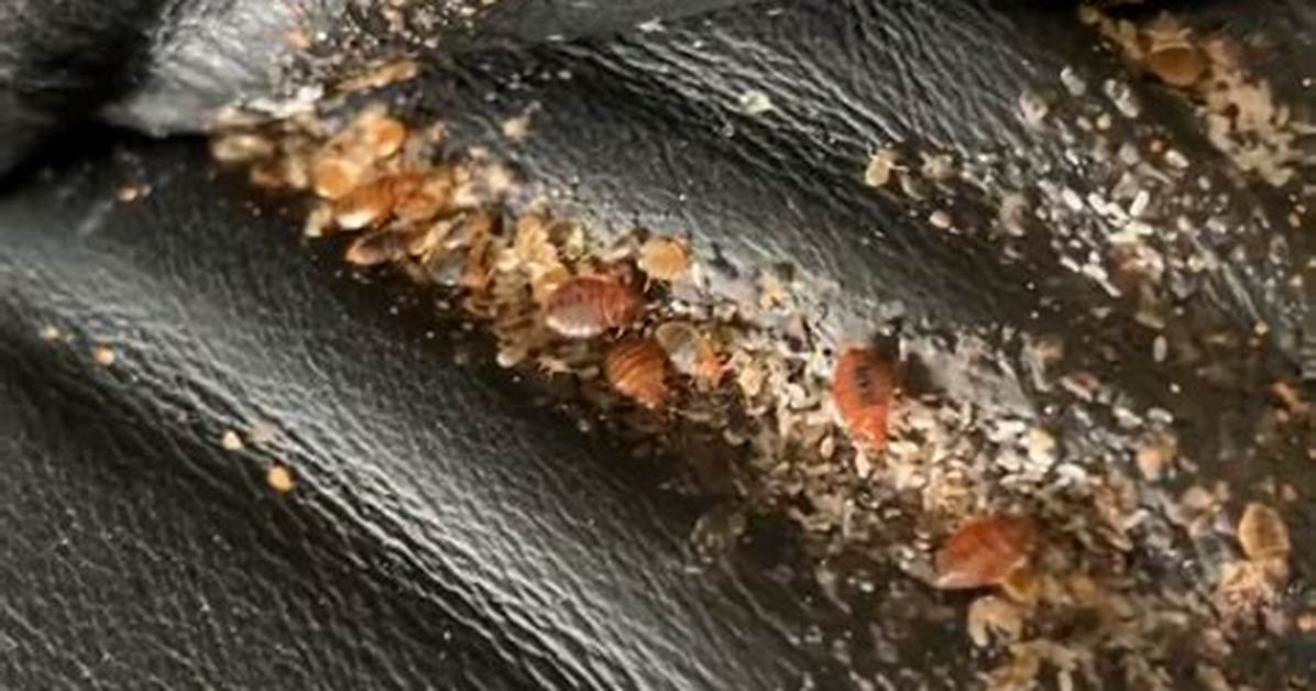 Can Bed Bugs Live In