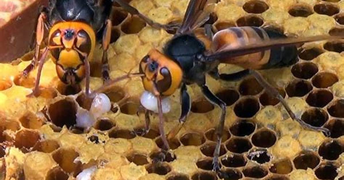Can Bees Scream?