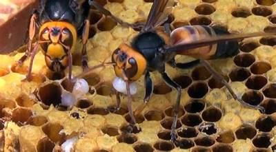 Can Bees Scream?