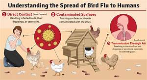 Can Birds Survive Avian Flu?