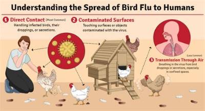 Can Birds Survive Avian Flu?