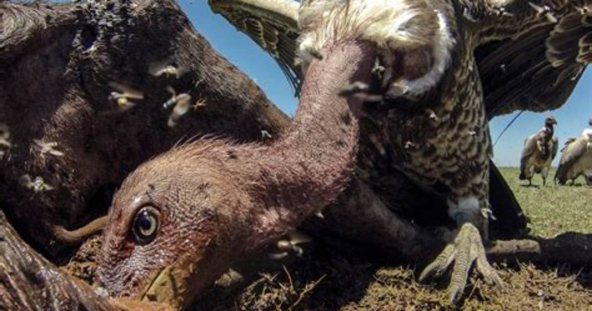Can Buzzards Kill Sheep?