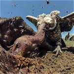Can Buzzards Kill Sheep?