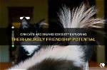 Can Cats and Skunks Be Friends?