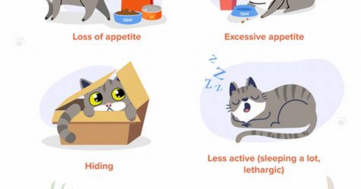 Can Cats Get Depressed with New Kitten?