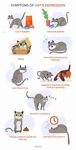 Can Cats Get Depressed with New Kitten?