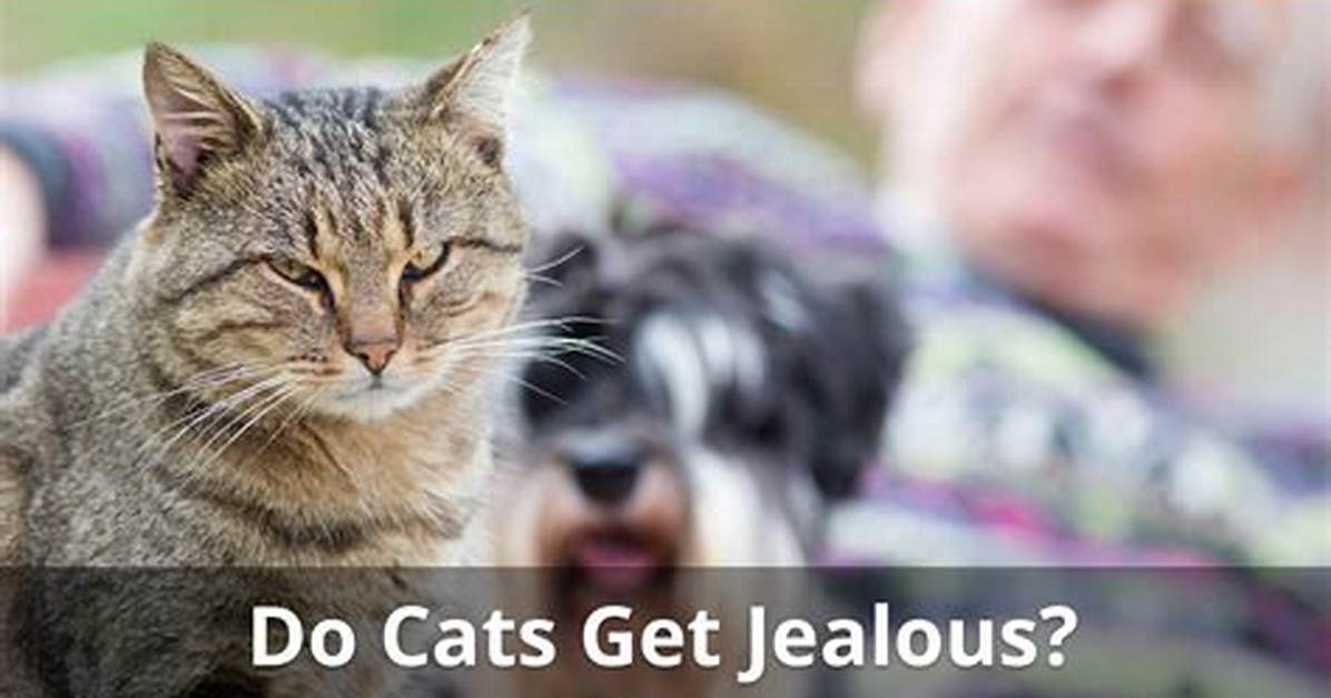 Can Cats Get Jealous?