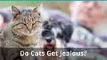 Can Cats Get Jealous?