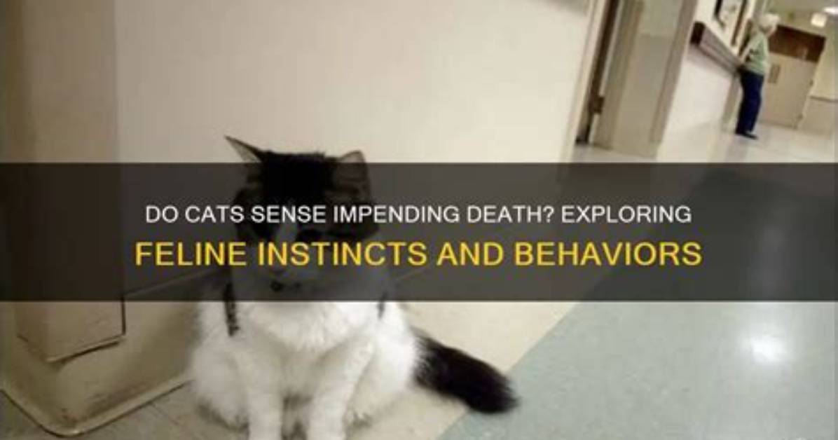 Can Cats Sense Death Coming?