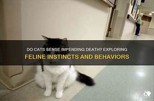 Can Cats Sense Death Coming?
