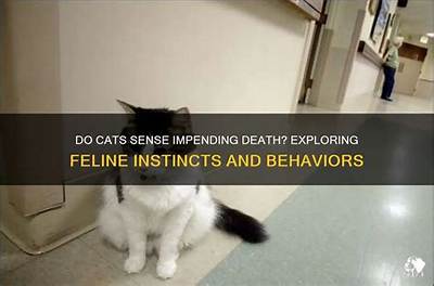 Can Cats Sense Death Coming?