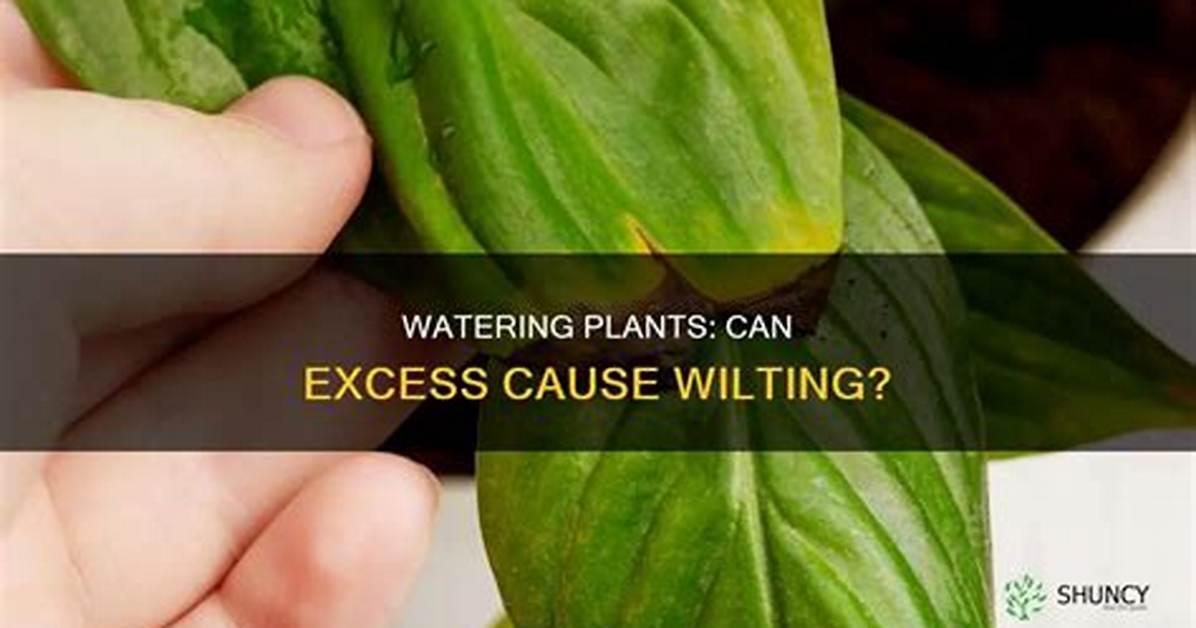 Can Cause Wilting in Plants?