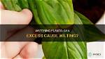 Can Cause Wilting in Plants?