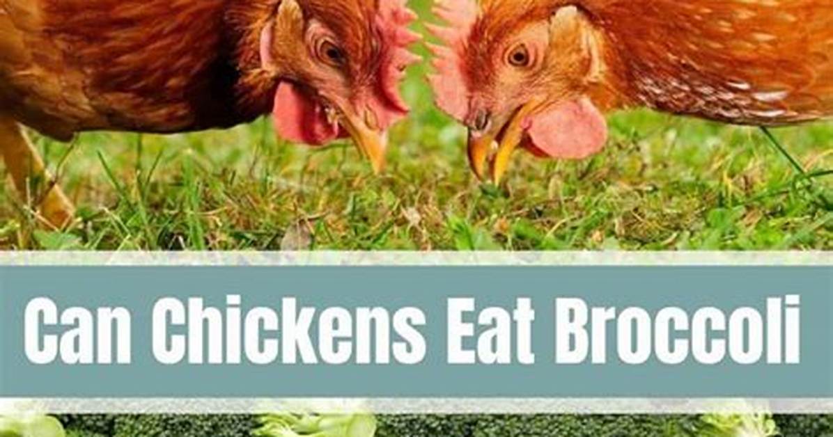 Can Chickens Eat Raw Broccoli?