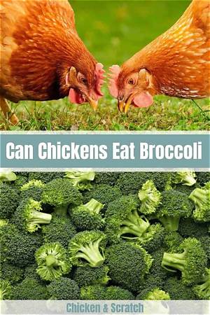 Can Chickens Eat Raw Broccoli?