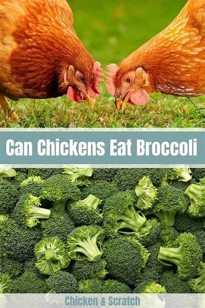 Can Chickens Eat Raw Broccoli?