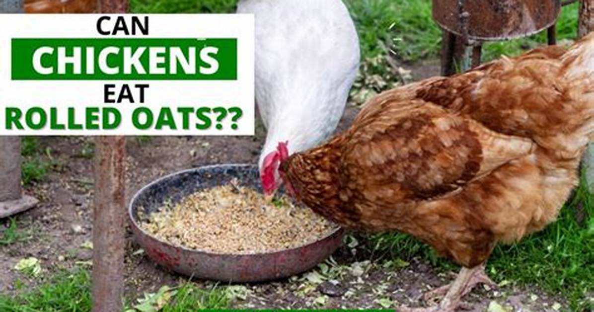 Can Chickens Eat Rolled Oats?