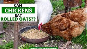 Can Chickens Eat Rolled Oats?