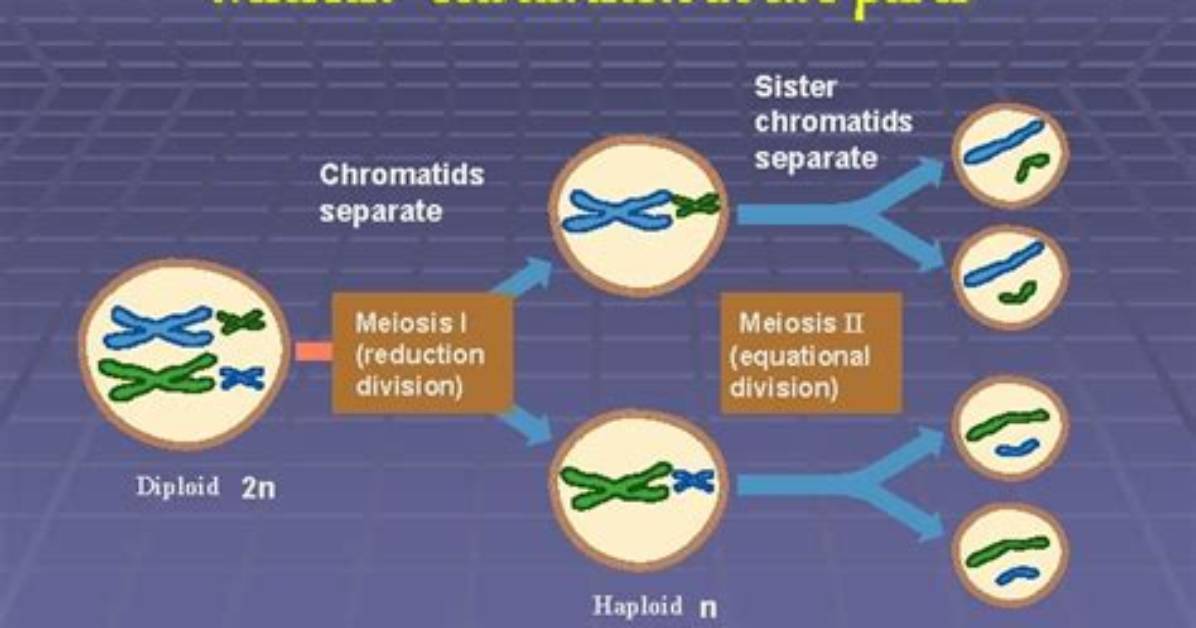 Can Chromatids Separate in Meiosis?
