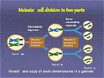 Can Chromatids Separate in Meiosis?