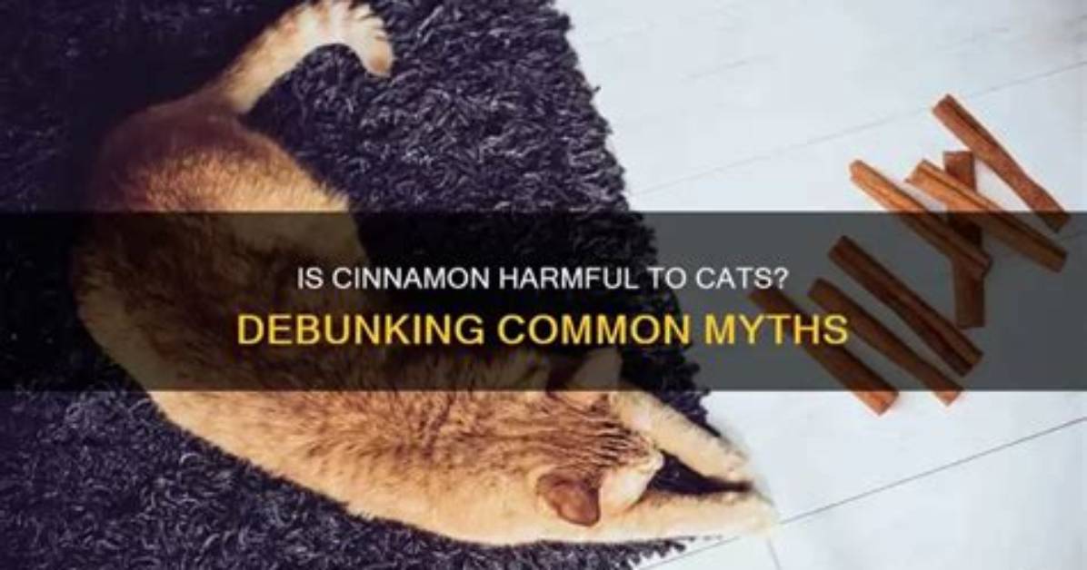 Can Cinnamon Hurt a Cat?