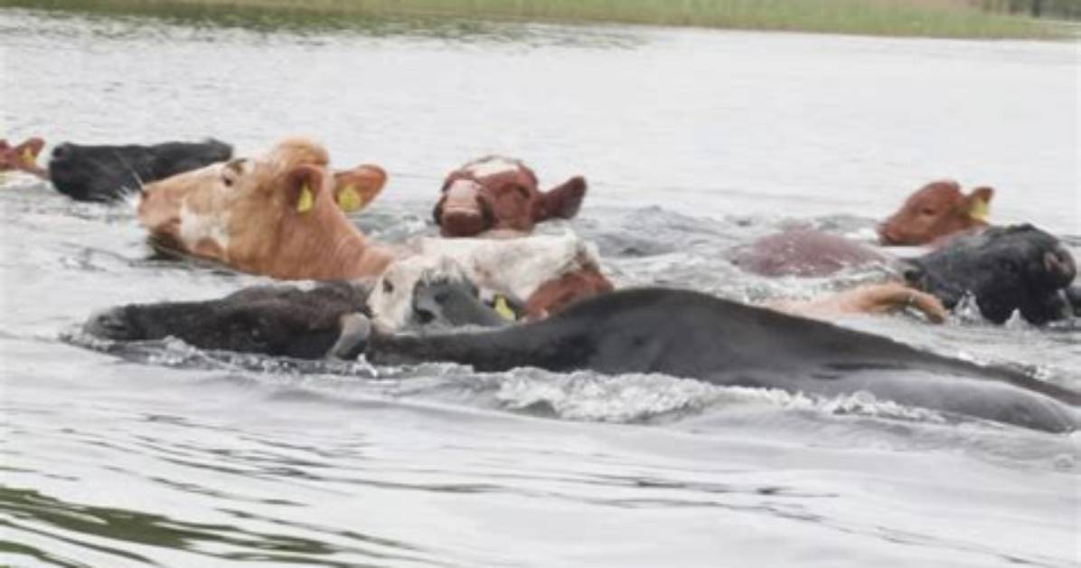Can Cows Swim?