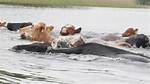 Can Cows Swim?