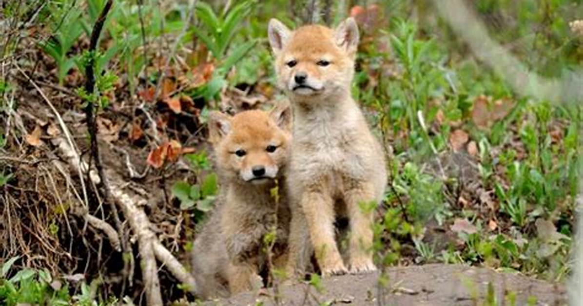 Can Coyote Pups Survive Without Mother?