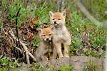 Can Coyote Pups Survive Without Mother?