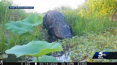Can Crocodiles Survive in Texas?