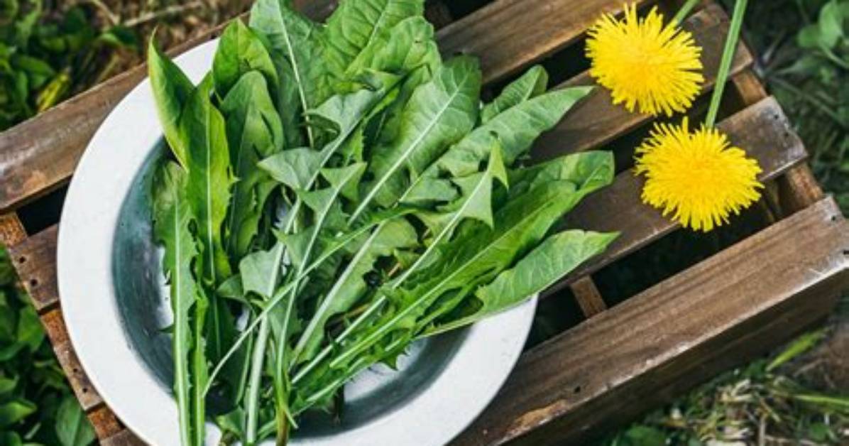 Can Dandelion Seeds Be Eaten?
