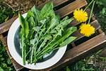 Can Dandelion Seeds Be Eaten?