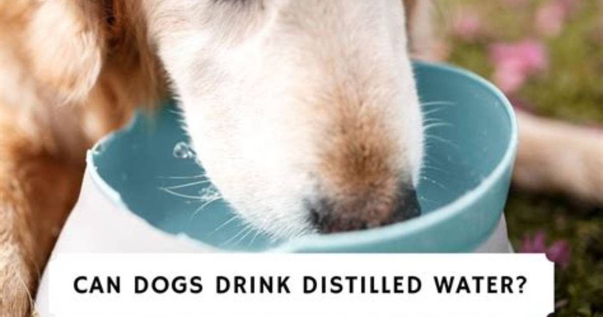 Can Dogs Drink Mineral Water?