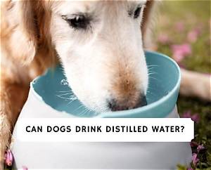 Can Dogs Drink Mineral Water?
