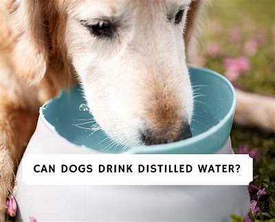 Can Dogs Drink Mineral Water?