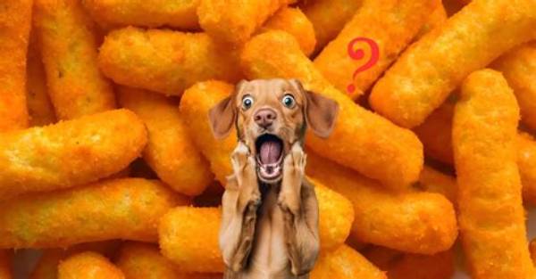 Can Dogs Eat Hot Cheetos?