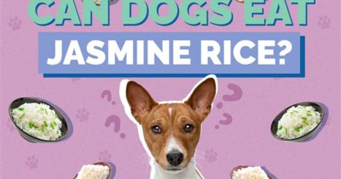 Can Dogs Have Basmati or Jasmine Rice?