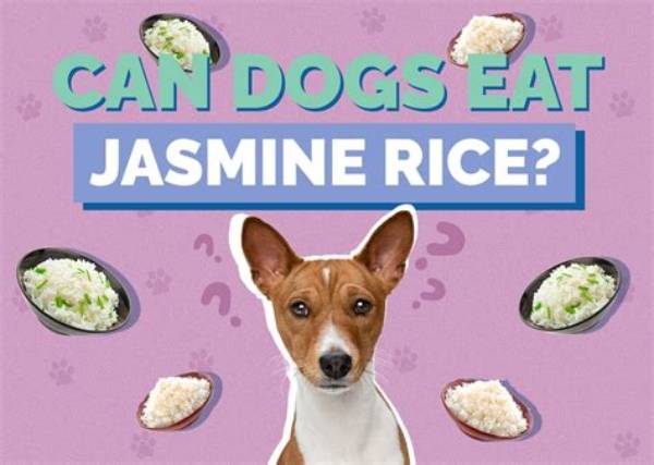 Can Dogs Have Basmati or Jasmine Rice?