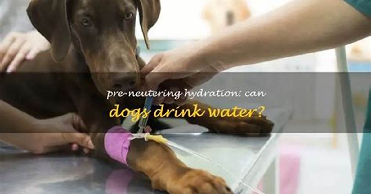 Can Dogs Have Water Before Neutering?