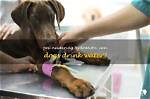 Can Dogs Have Water Before Neutering?