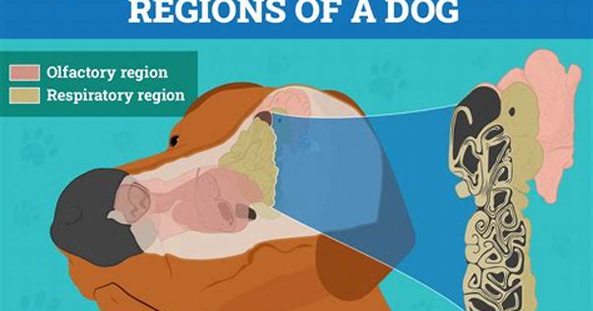 Can Dogs Smell Std?