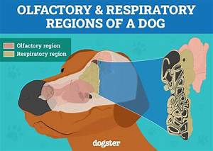 Can Dogs Smell Std?
