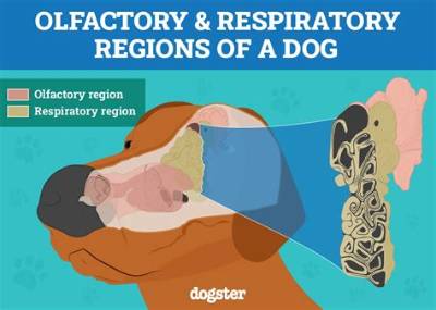 Can Dogs Smell Std?