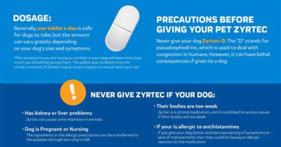 Can Dogs Take Zyrtec for Itching?