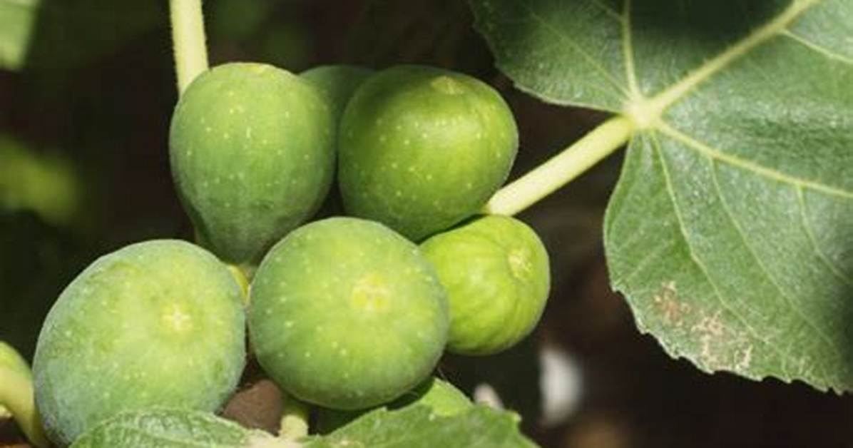 Can Figs Be Poisonous?