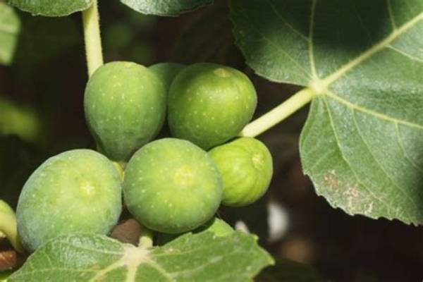 Can Figs Be Poisonous?
