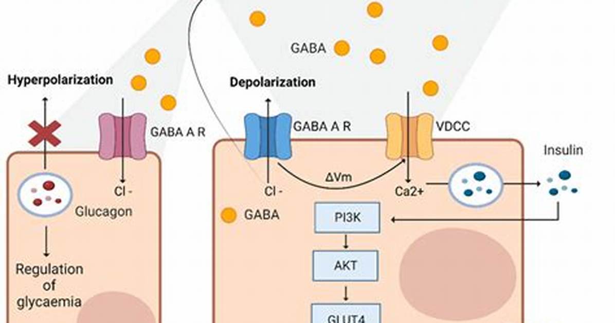 Can Gaba Hurt Your Liver?