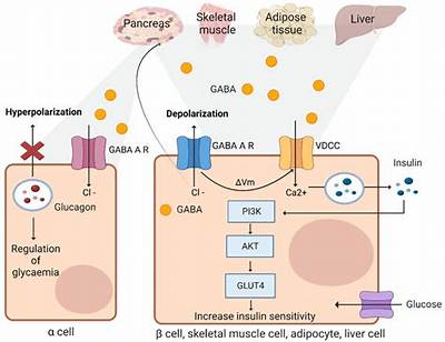 Can Gaba Hurt Your Liver?
